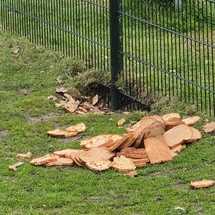 te veel oud brood voor herten