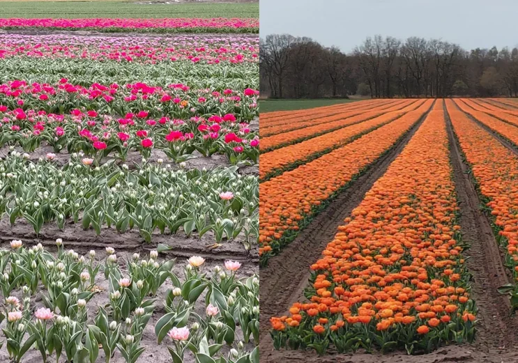 De natuur toont haar kleurenpalet
