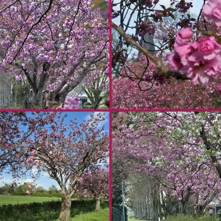 Peize in roze tinten door bloeiende bloesem