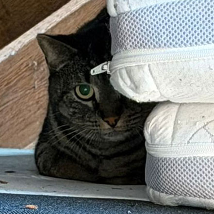 poes op zolder