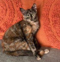 poes vermist