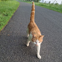 verdwaalde kat