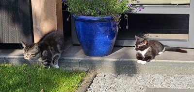 kittens