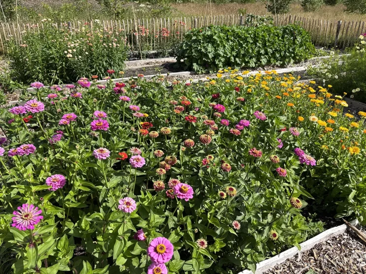 bloemepluktuin voedselbos peize