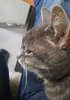 poes